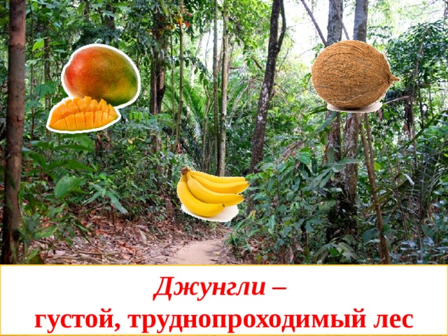 Джунгли – густой, труднопроходимый лес 