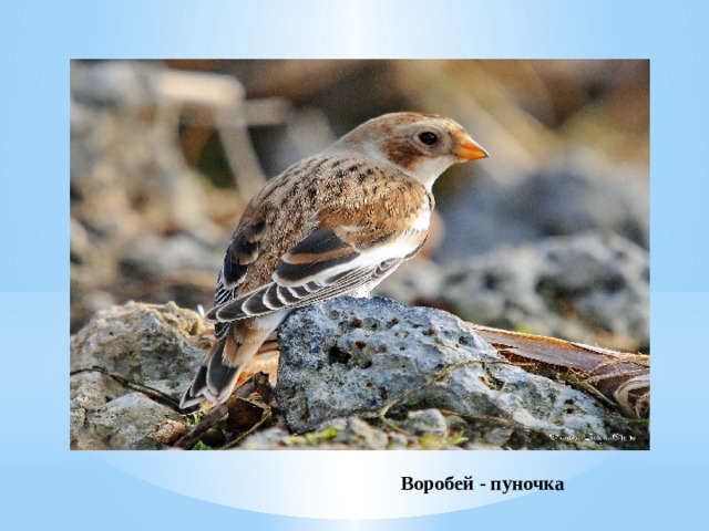 Воробей - пуночка 