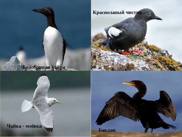 Краснолапый чистик Белобрюхая кайра Чайка - моёвка Баклан 