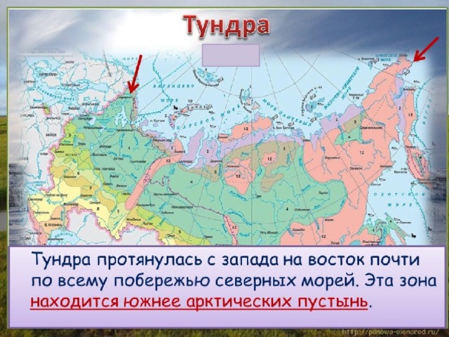 ПРИРОДА ТУНДРЫ 