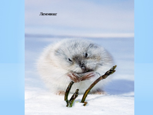 Лемминг 