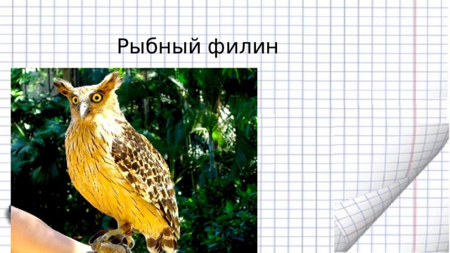 Рыбный филин 