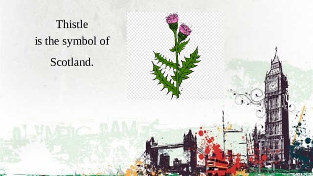 Thistle is the symbol of Scotland. 