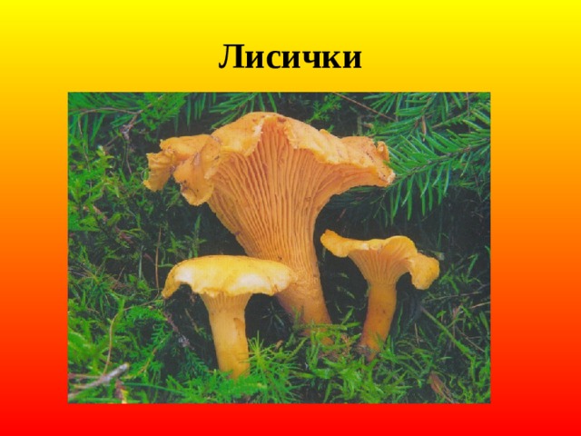 Лисички 
