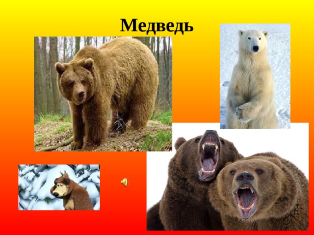 Медведь 