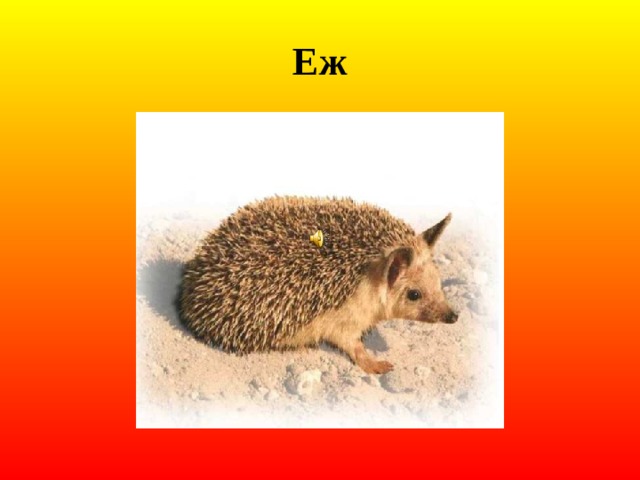 Еж 