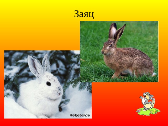 Заяц 