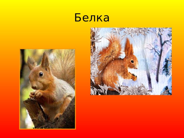 Белка 