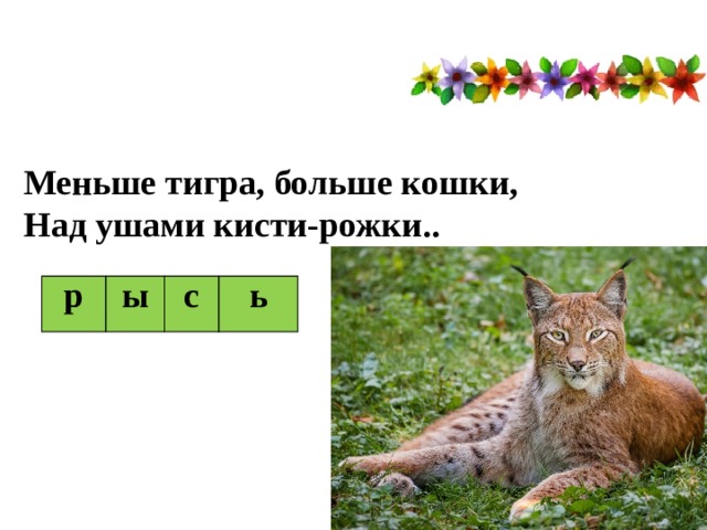 Меньше тигра, больше кошки,  Над ушами кисти-рожки.. р ы с ь 