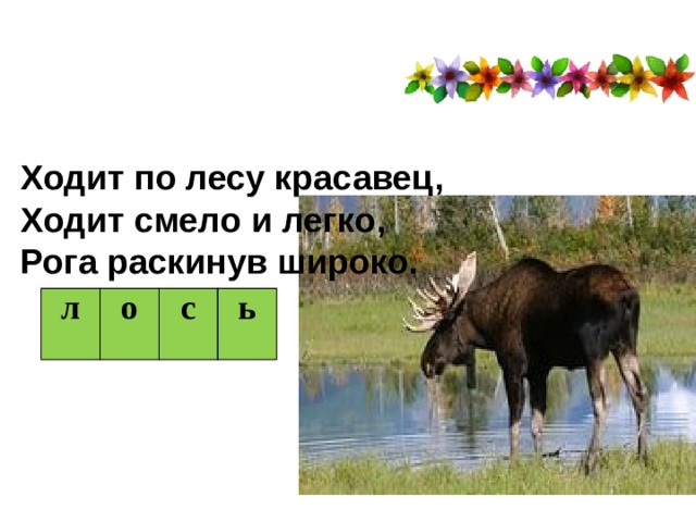 Ходит по лесу красавец, Ходит смело и легко, Рога раскинув широко. л о с ь 