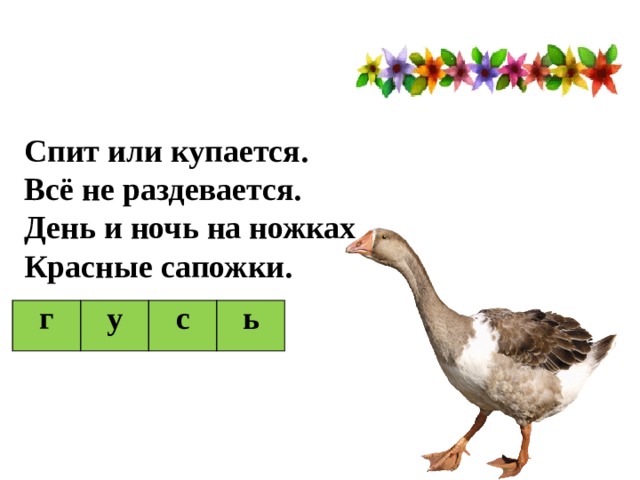 Спит или купается. Всё не раздевается. День и ночь на ножках Красные сапожки. г у с ь  