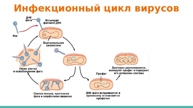 Инфекционный цикл вирусов 