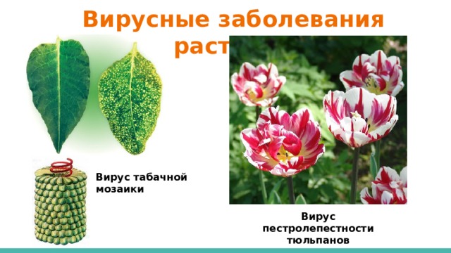Вирусные заболевания растений Вирус табачной мозаики Вирус пестролепестности тюльпанов 