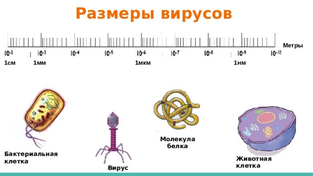 Размеры вирусов Метры 1мм 1см 1мкм 1нм Молекула белка Бактериальная клетка Животная клетка Вирус 