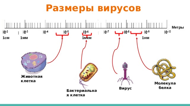 Размеры вирусов Метры 1мм 1см 1мкм 1нм Животная клетка Молекула белка Вирус Бактериальная клетка 