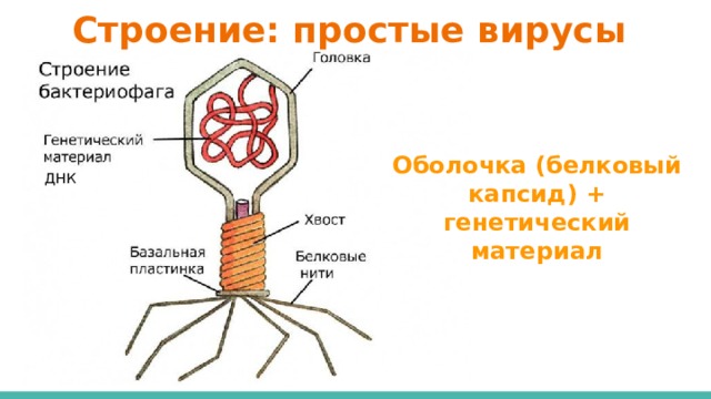 Строение: простые вирусы Оболочка (белковый капсид) + генетический материал ДНК 