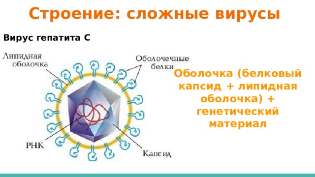 Строение: сложные вирусы Вирус гепатита С Оболочка (белковый капсид + липидная оболочка) + генетический материал 