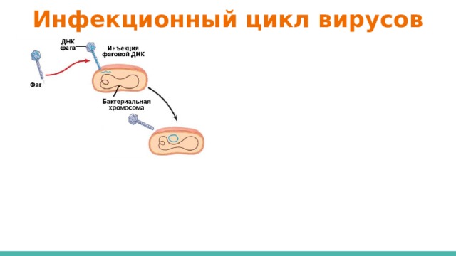 Инфекционный цикл вирусов 