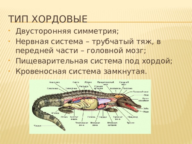 Тип хордовые Двусторонняя симметрия; Нервная система – трубчатый тяж, в передней части – головной мозг; Пищеварительная система под хордой; Кровеносная система замкнутая. 