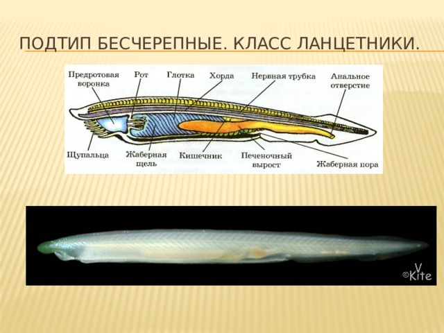Подтип Бесчерепные. Класс ланцетники. 