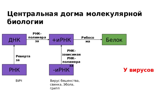 Центральная догма молекулярной биологии  РНК-полимераза   Рибосома Белок ДНК +иРНК РНК-зависимая РНК-полимераза  Ревертаза У вирусов РНК -иРНК Вирус бешенства, свинка, Эбола, грипп  ВИЧ 