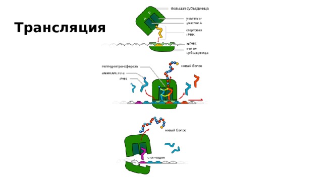 Трансляция 