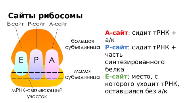 Сайты рибосомы   А-сайт : сидит тРНК + а/к Р-сайт : сидит тРНК + часть синтезированного белка Е-сайт : место, с которого уходит тРНК, оставшаяся без а/к 