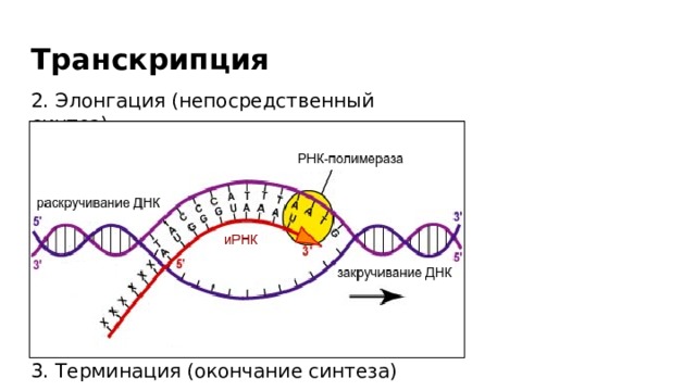 Транскрипция 2. Элонгация (непосредственный синтез) 3. Терминация (окончание синтеза) 