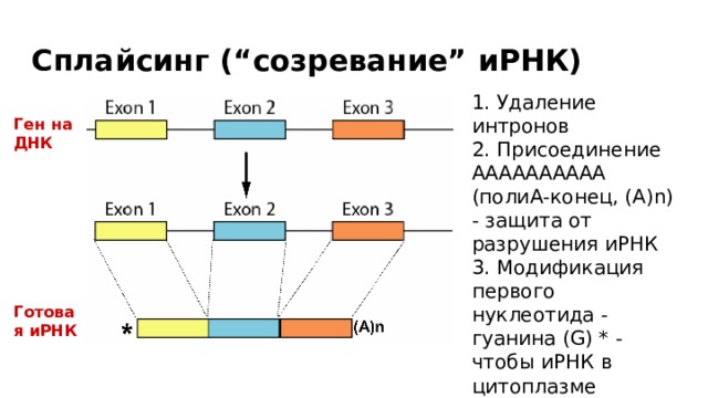 Сплайсинг (“созревание” иРНК) 1. Удаление интронов 2. Присоединение АААААААААА (полиА-конец, (А)n) - защита от разрушения иРНК 3. Модификация первого нуклеотида - гуанина (G) * - чтобы иРНК в цитоплазме присоединилась к рибосоме (у эукариот) Ген на ДНК Готовая иРНК 