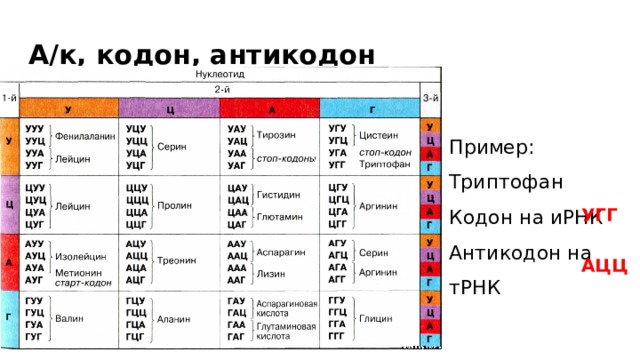А/к, кодон, антикодон Пример: Триптофан Кодон на иРНК Антикодон на тРНК УГГ АЦЦ 
