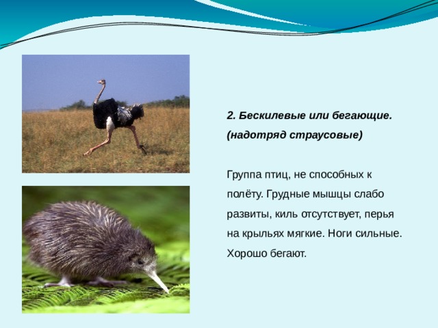 2. Бескилевые или бегающие. (надотряд страусовые)  Группа птиц, не способных к полёту. Грудные мышцы слабо развиты, киль отсутствует, перья на крыльях мягкие. Ноги сильные. Хорошо бегают. 