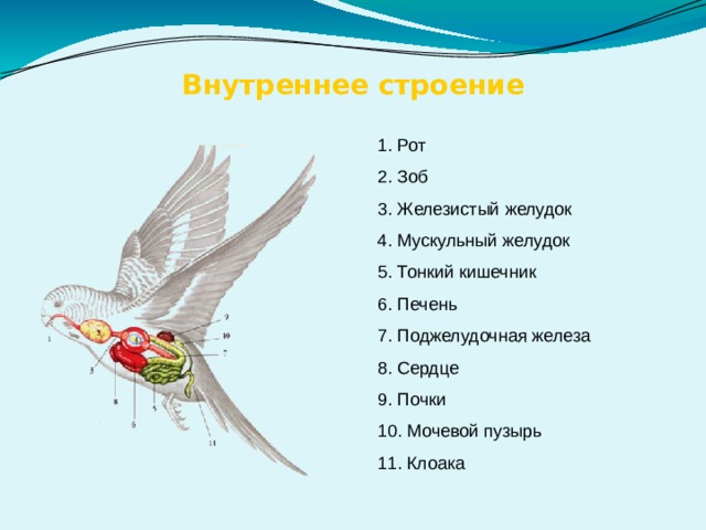 Внутреннее строение 1. Рот 2. Зоб 3. Железистый желудок 4. Мускульный желудок 5. Тонкий кишечник 6. Печень 7. Поджелудочная железа 8. Сердце 9. Почки 10. Мочевой пузырь 11. Клоака 