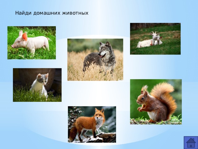 Найди домашних животных 