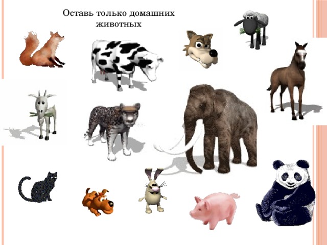 Оставь только домашних животных 