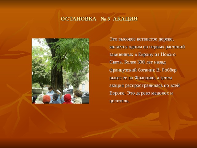  ОСТАНОВКА № 5 АКАЦИЯ  Это высокое ветвистое дерево, является одним из первых растений завезенных в Европу из Нового Света. Более 300 лет назад французский ботаник В. Роббер вывез ее во Францию, а затем акация распространилась по всей Европе. Это дерево медонос и целитель. 