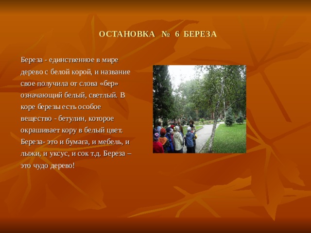 ОСТАНОВКА № 6 БЕРЕЗА  Береза - единственное в мире дерево с белой корой, и название свое получила от слова «бер» означающий белый, светлый. В коре березы есть особое вещество - бетулин, которое окрашивает кору в белый цвет. Береза- это и бумага, и мебель, и лыжи, и уксус, и сок т.д. Береза – это чудо дерево! 