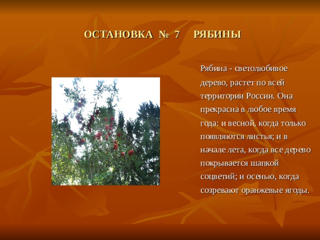 ОСТАНОВКА № 7 РЯБИНЫ  Рябина - светолюбивое дерево, растет по всей территории России. Она прекрасна в любое время года: и весной, когда только появляются листья; и в начале лета, когда все дерево покрывается шапкой соцветий; и осенью, когда созревают оранжевые ягоды. 