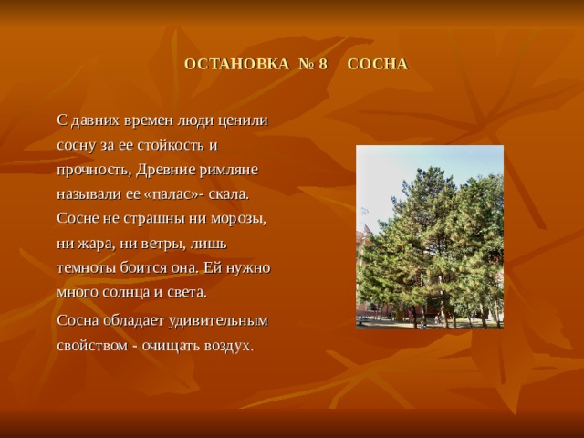  ОСТАНОВКА № 8 СОСНА  С давних времен люди ценили сосну за ее стойкость и прочность, Древние римляне называли ее «палас»- скала. Сосне не страшны ни морозы, ни жара, ни ветры, лишь темноты боится она. Ей нужно много солнца и света.  Сосна обладает удивительным свойством - очищать воздух. 