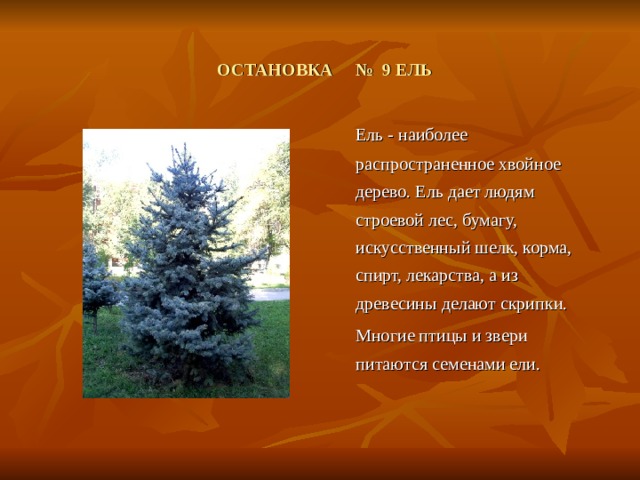  ОСТАНОВКА № 9 ЕЛЬ  Ель - наиболее распространенное хвойное дерево. Ель дает людям строевой лес, бумагу, искусственный шелк, корма, спирт, лекарства, а из древесины делают скрипки.  Многие птицы и звери питаются семенами ели. 