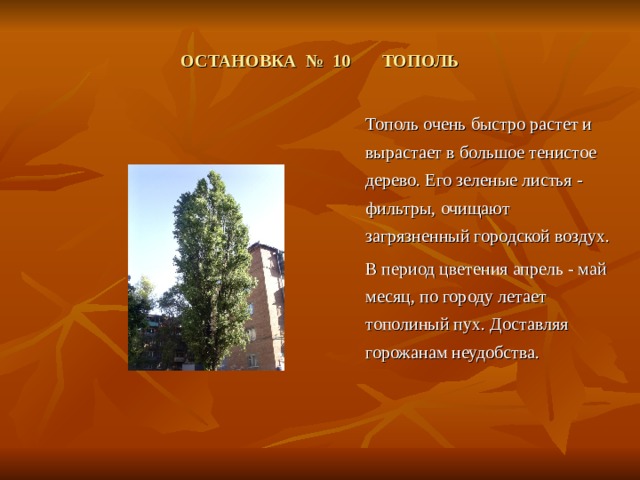 ОСТАНОВКА № 10 ТОПОЛЬ  Тополь очень быстро растет и вырастает в большое тенистое дерево. Его зеленые листья - фильтры, очищают загрязненный городской воздух.  В период цветения апрель - май месяц, по городу летает тополиный пух. Доставляя горожанам неудобства. 