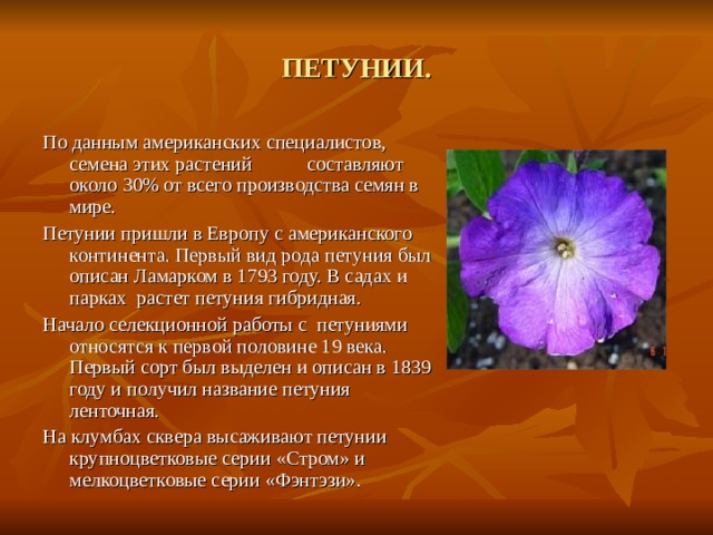 ПЕТУНИИ. По данным американских специалистов, семена этих растений составляют около 30% от всего производства семян в мире. Петунии пришли в Европу с американского континента. Первый вид рода петуния был описан Ламарком в 1793 году. В садах и парках растет петуния гибридная. Начало селекционной работы с петуниями относятся к первой половине 19 века. Первый сорт был выделен и описан в 1839 году и получил название петуния ленточная. На клумбах сквера высаживают петунии крупноцветковые серии «Стром» и мелкоцветковые серии «Фэнтэзи». 