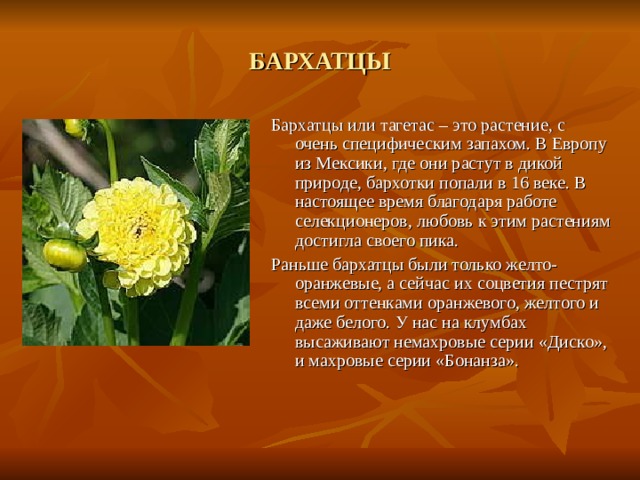БАРХАТЦЫ Бархатцы или тагетас – это растение, с очень специфическим запахом. В Европу из Мексики, где они растут в дикой природе, бархотки попали в 16 веке. В настоящее время благодаря работе селекционеров, любовь к этим растениям достигла своего пика. Раньше бархатцы были только желто-оранжевые, а сейчас их соцветия пестрят всеми оттенками оранжевого, желтого и даже белого. У нас на клумбах высаживают немахровые серии «Диско», и махровые серии «Бонанза». 
