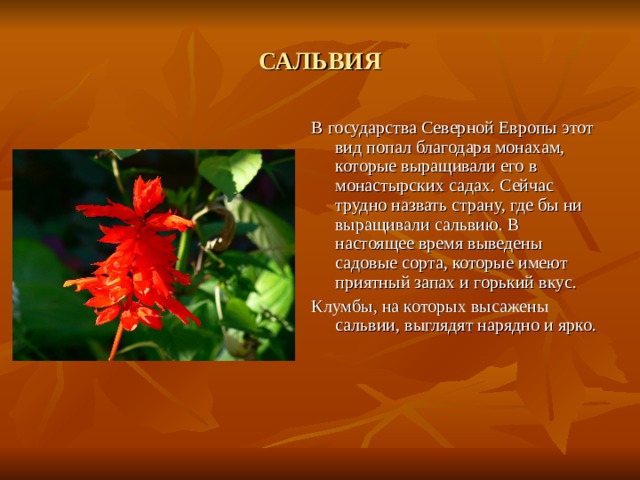 САЛЬВИЯ В государства Северной Европы этот вид попал благодаря монахам, которые выращивали его в монастырских садах. Сейчас трудно назвать страну, где бы ни выращивали сальвию. В настоящее время выведены садовые сорта, которые имеют приятный запах и горький вкус. Клумбы, на которых высажены сальвии, выглядят нарядно и ярко. 