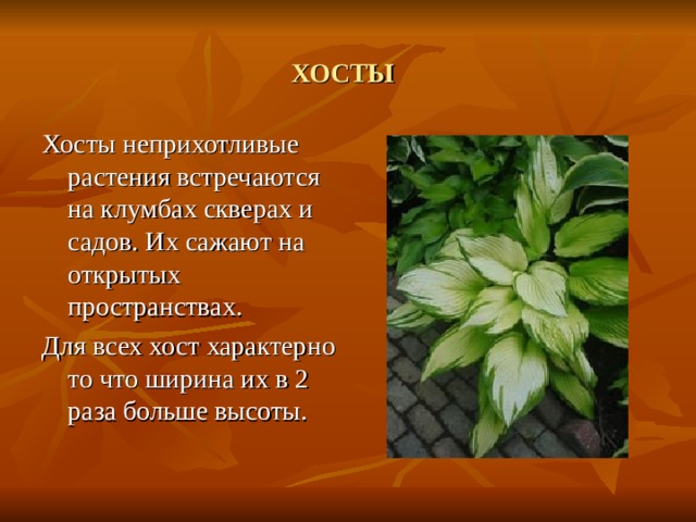 ХОСТЫ  Хосты неприхотливые растения встречаются на клумбах скверах и садов. Их сажают на открытых пространствах. Для всех хост характерно то что ширина их в 2 раза больше высоты. 