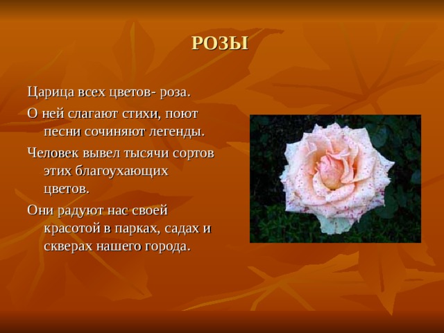 РОЗЫ Царица всех цветов- роза. О ней слагают стихи, поют песни сочиняют легенды. Человек вывел тысячи сортов этих благоухающих цветов. Они радуют нас своей красотой в парках, садах и скверах нашего города. 