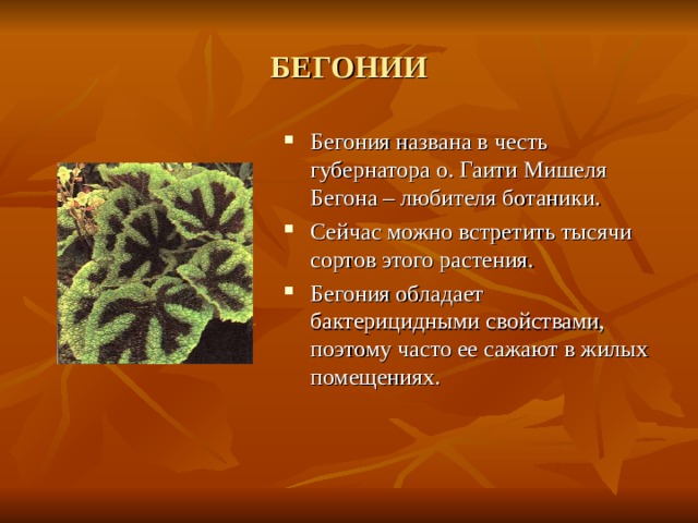 БЕГОНИИ Бегония названа в честь губернатора о. Гаити Мишеля Бегона – любителя ботаники. Сейчас можно встретить тысячи сортов этого растения. Бегония обладает бактерицидными свойствами, поэтому часто ее сажают в жилых помещениях. 