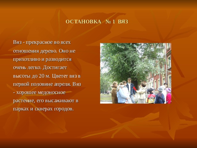 ОСТАНОВКА № 1 ВЯЗ   Вяз - прекрасное во всех отношения дерево. Оно не прихотливо и разводится очень легко. Достигает высоты до 20 м. Цветет вяз в первой половине апреля. Вяз - хорошее медоносное растение, его высаживают в парках и скверах городов. 