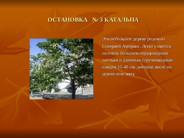  ОСТАНОВКА № 3 КАТАЛЬПА  Это небольшое дерево родом из Северной Америке. Легко узнается по очень большим сердцевидным листьям и длинным стручковидным плодам 15-40 см., которые висят на дереве всю зиму. 
