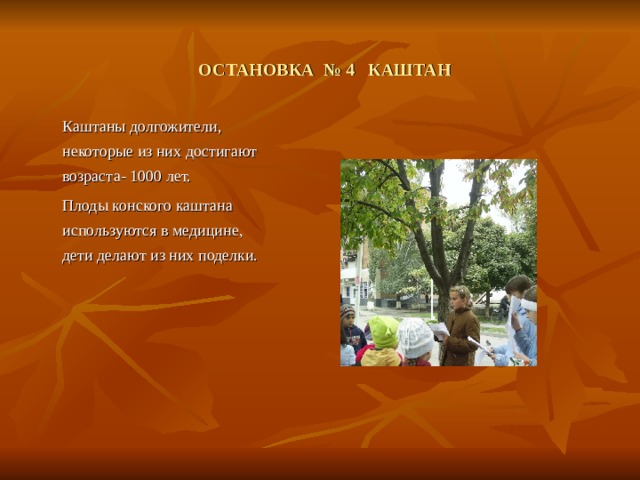  ОСТАНОВКА № 4 КАШТАН  Каштаны долгожители, некоторые из них достигают возраста- 1000 лет.  Плоды конского каштана используются в медицине, дети делают из них поделки. 
