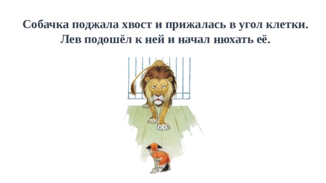 Собачка поджала хвост и прижалась в угол клетки. Лев подошёл к ней и начал нюхать её. 